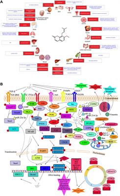 Osthole: An up-to-date review of its anticancer potential and mechanisms of action